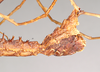 CollectionObject 1563955; NHMUK(SF IMPORT DUPLICATE) 845340, 43648258-ae23-4f70-a67c-0b82e003100b: copyright Natural History Museum, London. male: end of abdomen, lateral view (holotype). (CollectionObject).