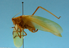 CollectionObject 1542968; f52c993f-62f9-48b3-8ff6-2b0cfae54358: male, body lateral view (paratype). (CollectionObject).