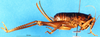 CollectionObject 1578136; 2508f2b6-5dbe-4916-89c0-71933818dc56, DORSA D020SF03: female, lateral view (syntype). (CollectionObject).