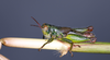 CollectionObject 2014609; 9cfaf972-0f74-4ec3-a4bf-7f71ad6b9bb0: Male alive in lateral view. (CollectionObject).
