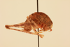 CollectionObject 1516709; b72ecd6d-263b-4082-b67c-7240ce7683d3, NHMUK015982191: male, lateral view (holotype). (CollectionObject).