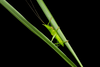 CollectionObject 1595266; 396272e1-1679-41ae-840a-d8963178d8b5: male on grass leaves. (CollectionObject).
