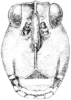 Tetrix brunnerii (Bolívar, 1887): Fig. 38. female, head, facial view. (Otu).