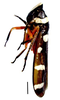 Habitus, dorsal view on Exogonia assimilis (Signoret, 1853): Specimen from Parque Nacional do Itatiaia, Southeastern Brazil, by C. M. F. Silva 2014. (Observation).