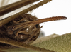 CollectionObject 1529779; 1a6fa9e9-9720-4974-bb58-53bbfbcdba63: female subgenital plate (holotype). (CollectionObject).