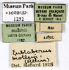 Eublaberus distanti (Kirby, 1903): CC BY-NC-ND 4.0/MNHN - Depraetere Marion - 2014. Non type, male. Specimen number: MNHN-EP-EP1252. http://coldb.mnhn.fr/catalognumber/mnhn/ep/ep1252. (Otu).
