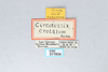 CollectionObject 2765501; CNCI 311934, fb464865-424d-4f39-b264-2c782b5b6a75: Circotettix crotalum. (CollectionObject).