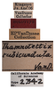 Other: !! display not done !! on Neoaliturus (Circulifer) rubicundula (Van Duzee, 1907): (Observation).