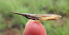 FieldOccurrence 154; 3582f0ed-5260-4816-903e-2ae61081a826; Tanzania
Lake Chala area eastern slopes Mount Kilimanjaro, 2019/11/30: male, lateral view. (FieldOccurrence).
