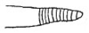 Callimenellus modestus Gorochov & Voltshenkova, 2005: Fig. 50. part of stridulatory file (?). (Otu).
