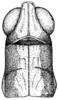 Morsea dumicola Rehn & Hebard, 1918: Pl. 13 fig. 3. female, head and pronotum, dorsal view. (Otu).