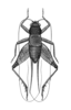 Gryllosoma esau Hebard, 1928: Plate IV. Fig. 1 (after type). male, dorsal view. (Otu).