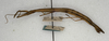 CollectionObject 1557703; NMW 508, c5bc1201-ac29-4091-8c48-0faf05e620c9: copyright NMW, Vienna. female (syntype). (CollectionObject).