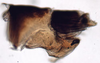 Pygofer, lateral view: Euscelis seriphidii, pygofer, laterally (INHS). (Observation).