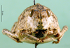 CollectionObject 1501165; 7aad656d-576f-4a8a-a4dd-8f24bdce7f19, DORSA BA000441S01: female, frontal view (holotype of Nocaracris tibialis). (CollectionObject).