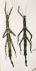 CollectionObject 1559052; ec248e77-cd4e-4856-830f-1ddc01bbdbef: copyright NHRS, Stockholm. female (syntypes). (CollectionObject).