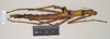 CollectionObject 1563694; NHMUK(SF IMPORT DUPLICATE) BMNH(E) #845048, 8afcd630-bcee-4b39-ab4e-ae5afa8a03a6: copyright Natural History Museum, London. female (paratype). (CollectionObject).