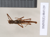 Ommatopseudes harmani (Brock, 1995): copyright Natural History Museum, London. male (paratype). (Otu).