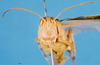 CollectionObject 1580221; 622635c1-c185-46a2-b0ca-d26e3e571c97: female, frontal view (paralectotype). (CollectionObject).