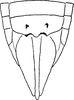 Ovipositor on Ebarrius interstinctus (Fieber, 1869): Ovipositor. (Observation).