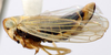 Habitus, lateral view: !! display not done !! on Tetartostylus Wagner, 1951: Tetartostylus sp., laterally (INHS). (Observation).