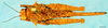 CollectionObject 1505139; c1adec92-cddc-4813-ba65-cbebf26fa0fd: male, dorsal view (syntype). (CollectionObject).