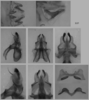 Melanoplus flabellatus (Scudder, 1878): male genitalia. (Otu).