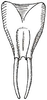 Eucocconotideus guianensis Beier, 1960: Fig. 143 a. male subgenital plate (length 6 mm, styli 4 mm). (Otu).