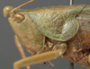 female head and pronotum, lateral view (holotype). Depicts CollectionObject 1505696; f71099c5-ebd6-438a-aaf7-1ff8b05dcbe2, a CollectionObject.