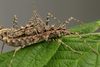 Brockphasma spinifemorale Ho, Liu, Bresseel & Constant, 2014: copyright Bruno Kneubuhler. mating pair, culture stock 2014. (Otu).