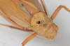 CollectionObject 1505857; a2ec29e8-6cf7-4da3-a03c-db691a40b2bc: female, dorsal view (syntype). (CollectionObject).