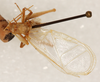CollectionObject 1499368; 38f55f1b-2b2a-46dc-9bdd-2e85681c70b9: male, dorsal view (holotype). (CollectionObject).
