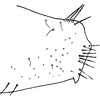 Pygofer appendages on Shaddai typicus Distant, 1918: Pygofer, lateral view. (Observation).