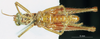 CollectionObject 1566285; 20a1b3d7-13f3-497f-9298-2269bee16270: male, ventral view (paratype). (CollectionObject).