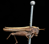 CollectionObject 1531170; UZIU Thunberg Collection nr 22189, 20bd8ff9-bd08-4fcf-98f6-efabfa515862: male, lateral view (syntype of Acrydium dorsale). (CollectionObject).
