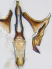 Aedeagus, ventral view: (Observation).