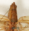 CollectionObject 1531651; 3296a5d0-48c9-49ec-879d-9c31ea45c363: male head and pronotum, dorsal view (syntype). (CollectionObject).