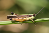 FieldOccurrence 292; b3e3a45f-9de6-41f0-b61a-9453b98ae8d3; Amatikulu Kwa Zulu Natal, 2014/01/??: male, lateral view. (FieldOccurrence).