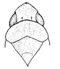 Head: !! display not done !! on Neocoelidiana obscura (Baker, 1898): Head, pronotum and mesonotum, dorsal view. (Observation).