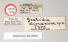 CollectionObject 1557944; NHMUK(SF IMPORT DUPLICATE) 844868, ee457233-8ef0-4557-8957-a691c91a0b8d: copyright Natural History Museum, London. male, data labels (holotype). (CollectionObject).