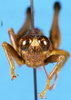 CollectionObject 1505072; e151eb67-e24b-48ec-9f84-75cfbb10ccfc, DORSA D007AM01: male, dorso-frontal vew (syntype). (CollectionObject).