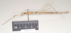 CollectionObject 1557074; e8824fa7-7bdd-4f78-b5d6-828855d146a0: copyright Natural History Museum, London. female, lateral view of Anophelepis telesphorus (syntype). (CollectionObject).;CollectionObject 1557075; 8e1aa3ad-4f20-40ea-8faf-7e21629869df: copyright Natural History Museum, London. female, lateral view of Anophelepis telesphorus (syntype). (CollectionObject).