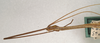 CollectionObject 1561934; 9baf44c1-018d-430c-ade2-e0069b19dd4b, NMW 1087: copyright NMW, Vienna. male: head and thorax, lateral view of synonym Sipyloidea debilitata (holotype). (CollectionObject).