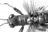CollectionObject 1538325; aabbef28-c045-450b-9664-83088bbf36f4: male head and pronotum, dorsal view (holotype). (CollectionObject).