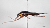 CollectionObject 1863289; e0b963a9-9974-4d7b-8ac4-42c3d540367c: (CollectionObject).