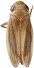Habitus, dorsal view: Habitus, dorsal view (male). (Observation).