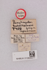 CollectionObject 1518654; f2ca3e87-1c2d-473c-b206-3b18fa7058d7, NHMUK013806077: labels (holotype). (CollectionObject).