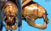 CollectionObject 1499289; 93abc070-d61f-42df-9fd9-04b1a8629668: male abdomen tip (holotype). (CollectionObject).