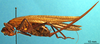 CollectionObject 1505404; 1f676492-35fb-44a1-b360-23a3deefd7f1: female, lateral view. (CollectionObject).