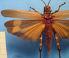 female, dorsal view. Depicts CollectionObject 1538348; e31fa9ed-be36-4333-a85a-79d9b9acdf70, a CollectionObject.